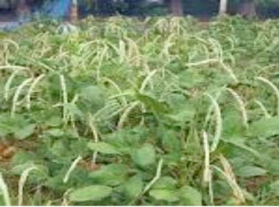 Agriculture:Cowpea, for Sustainable Maize and Millet Production