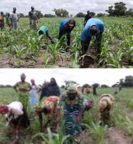 Volunteers weed ‘Cabinet farm’ in Jalanbang