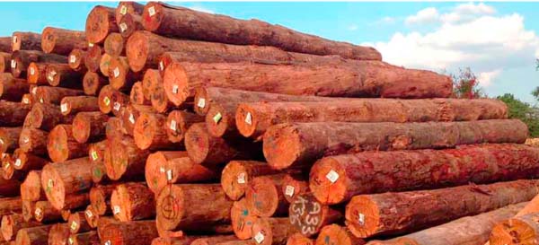 Gambia Gov’t bans importation of logs