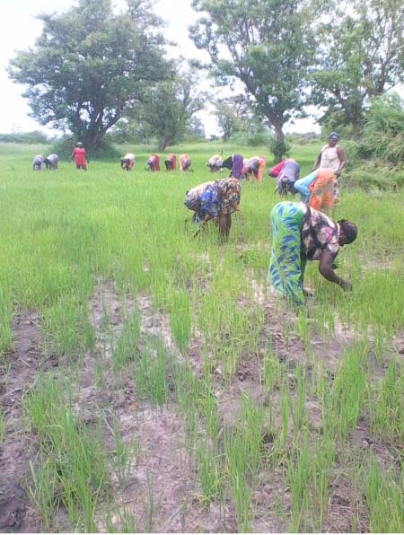 Sittanunku women weed JSDA 1.5 hectare rice field