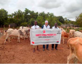 Turkey-based foundation gives out 50 bulls to Gambians