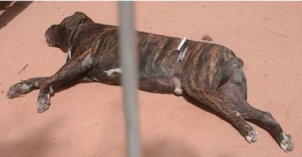 Dog that killed President Barrow’s son injected to death 