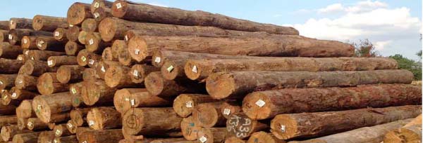 Press Release on the temporal suspension of the transport, import and export of timber