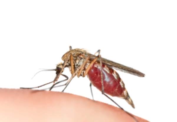 UTG observes World Malaria Day