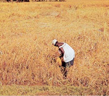 Sare Alpha: labour reduced while yield increased