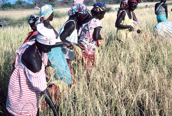 Jahally-Pacharr rice fields returned to owners