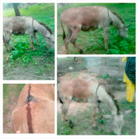 Livestock assistants trained on animal welfare
