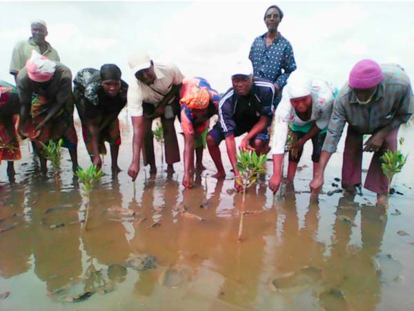 AFES plants 70,000 saplings of mangroves along Jokadou Wetland