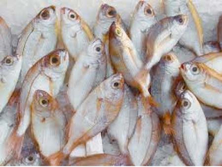 Fish dealers delight over suspension of establishment of new fishmeal plants