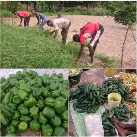 Youth Forum: Ambitious Abuko youth venture in gardening enterprise