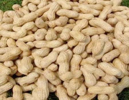 Barrow promises good price for groundnut
