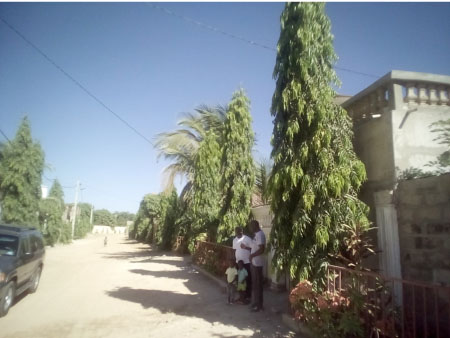 Gambian installs supply lightening project plant trees within Brusubi neighbourhood
