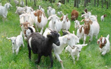 US$26.81m Small Ruminant Enhancement project launched
