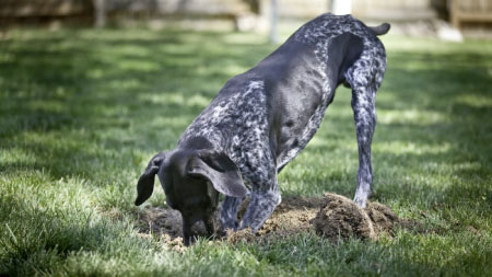 Dogs snatch thrown away baby in Farafenni