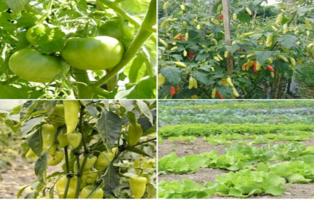 Farato Farm Manager asks gov’t to support youth in agriculture