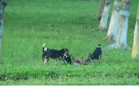 Stray dogs found eating disowned toddler