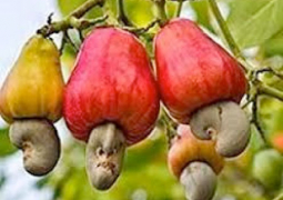 cashew