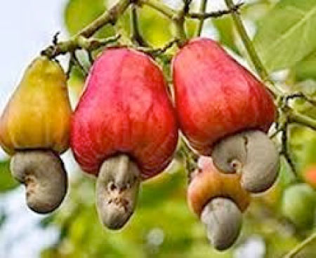 US launches $38M cashew value chain project for Gambia, Senegal, Bissau