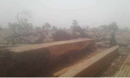 Nianija District Tribunal sentences 3 for illegal tree felling