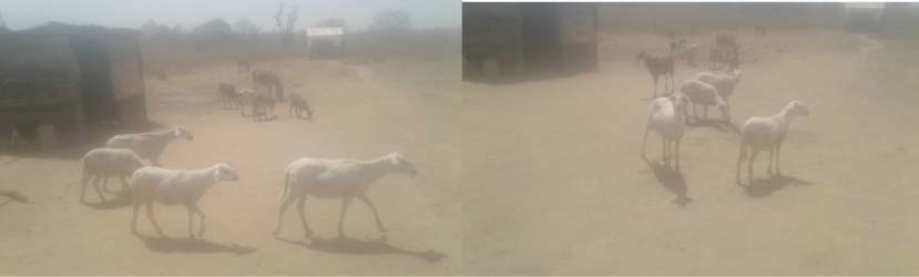 Communities in Sami District decry persisting stealing of more than 200 sheep