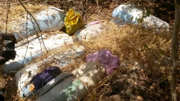 NBR: 8 suspected bags of cannabis found in bush